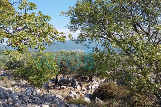 City of Krk, landscaped olive grove