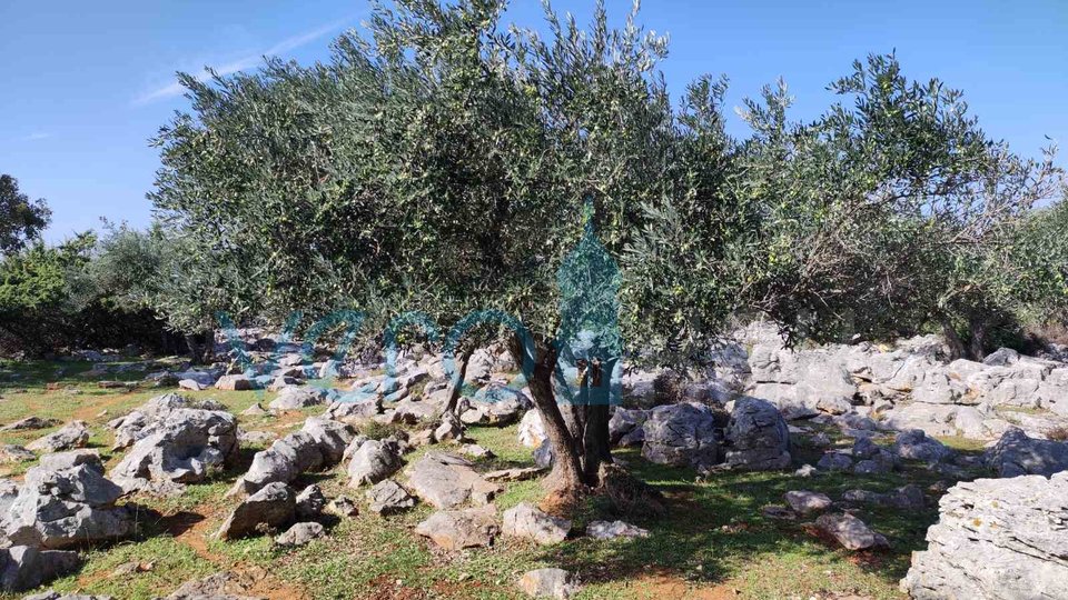 Island of Krk, City of Krk, Agricultural land, olive grove, 4831m2, for sale