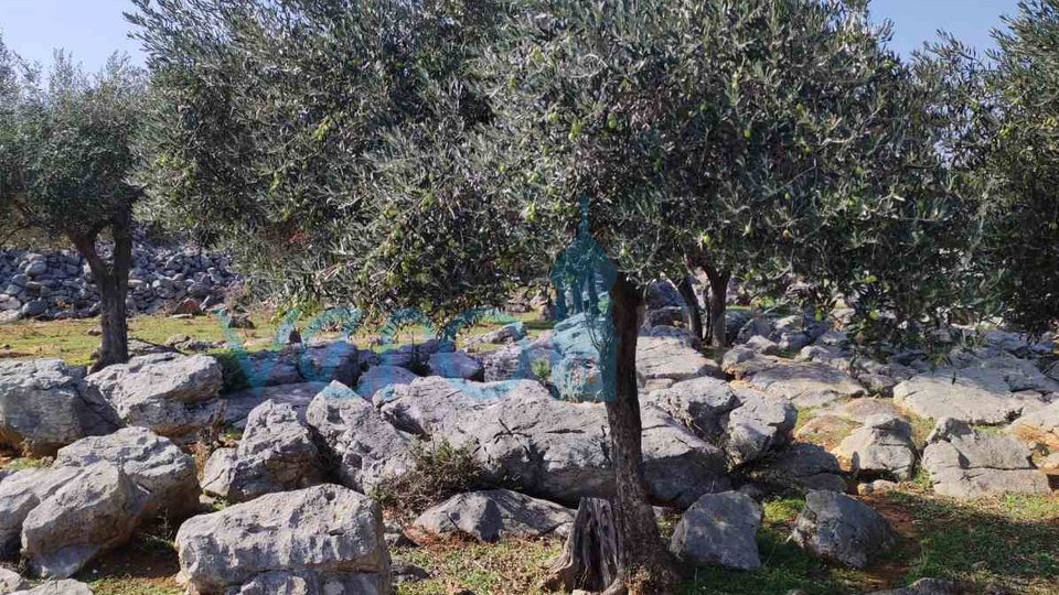 Island of Krk, City of Krk, Agricultural land, olive grove, 4831m2, for sale