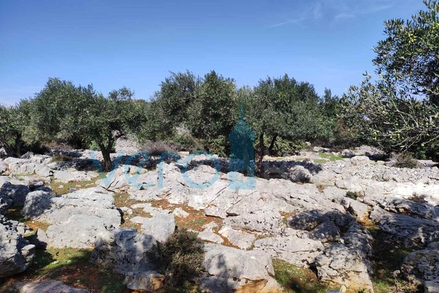 Island of Krk, City of Krk, Agricultural land, olive grove, 4831m2, for sale
