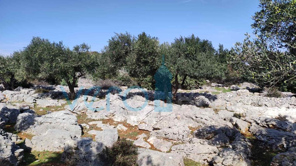 Otok Krk, Mesto Krk, Kmetijsko zemljišče, nasad oljk, 4831m2, prodaja