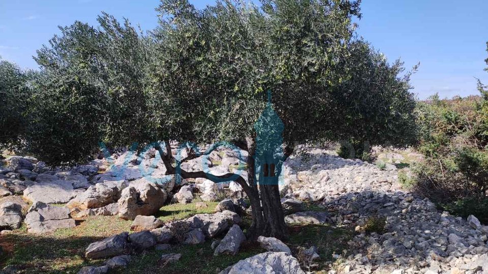 Island of Krk, City of Krk, Agricultural land, olive grove, 4831m2, for sale